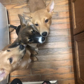 生後9カ月子犬を家族に迎えてくださる方を探しています。