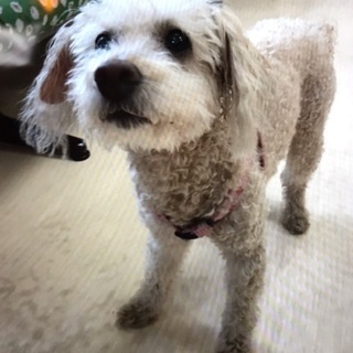 飼い主死亡により行き場のない13歳の人懐こい男の子🐶僕に会いに来...