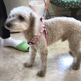 飼い主死亡により行き場のない13歳の人懐こい男の子🐶僕に会いに来てください🍀 - 江戸川区