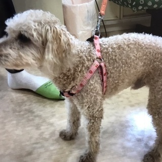飼い主死亡により行き場のない13歳の人懐こい男の子🐶僕に会いに来てください🍀 - 犬