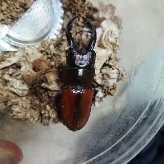 [値下げ]トカラノコギリクワガタ幼虫