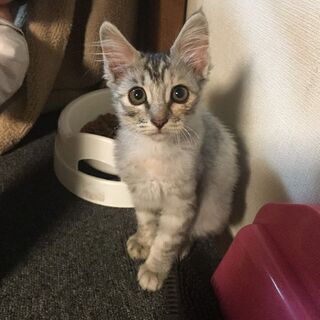 メス子猫ちゃん里親募集