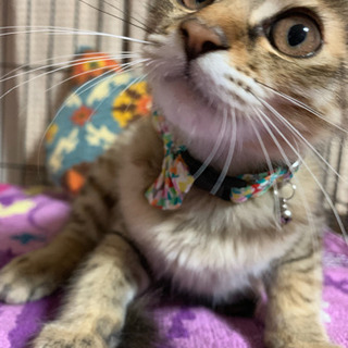 麦わら猫のかわいい女の子