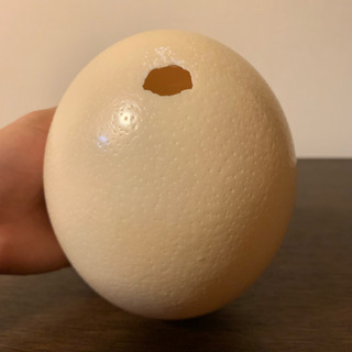 だちょうの卵の殻 一個の画像