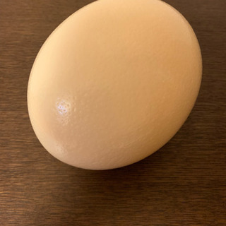 だちょうの卵の殻 一個の画像