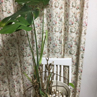 モンステラ