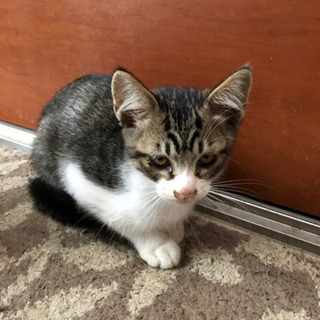 トラ猫の男の子