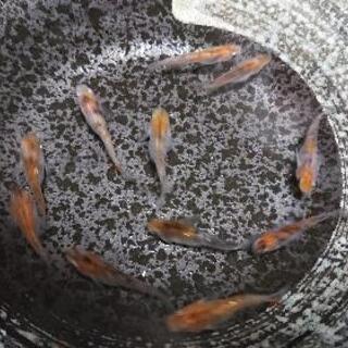 未選別雲州三色の稚魚１０匹＋αを500円で。の画像