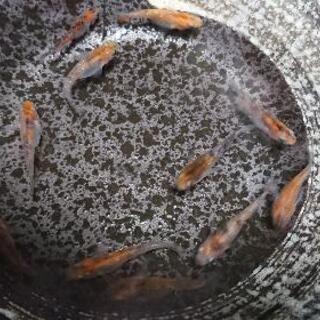 未選別雲州三色の稚魚１０匹＋αを500円で。の画像