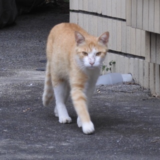 里親さん募集  サクラ  雄  2〜3歳