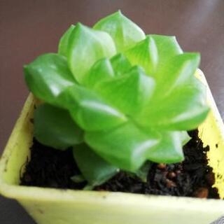 他肉植物