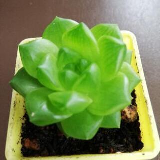 他肉植物の画像
