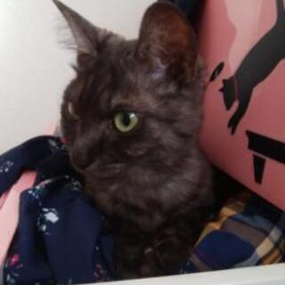 里親さんになってください！ - 猫