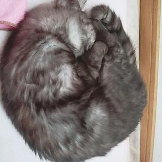 里親さんになってください！ − 秋田県