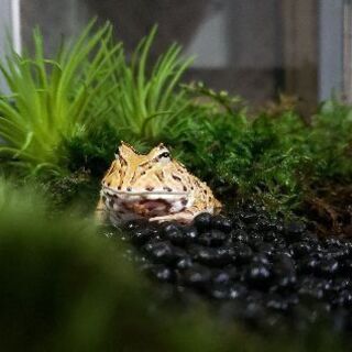 爬虫類･両生類好きな友達募集します！ - メンバー募集