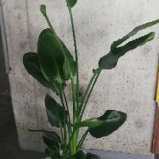 オーガスタ　8寸　観葉植物　花の画像