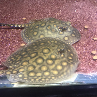 淡水エイ、観賞魚、アクアリウム、熱帯魚、ペット