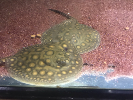 淡水エイ、観賞魚、アクアリウム、熱帯魚、ペット