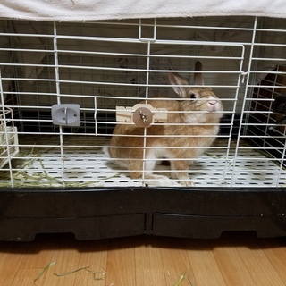 決まりました。　ミニウサギ（約１年）