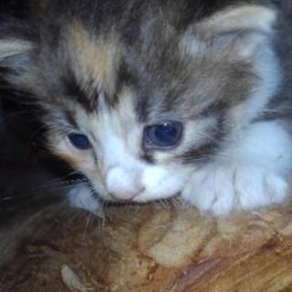 子猫　フワフワ三毛里親募集 - 猫