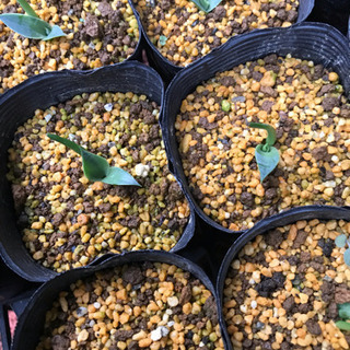 多肉植物  アガベ パリーチワワの画像
