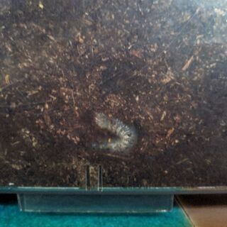 カブトムシ幼虫