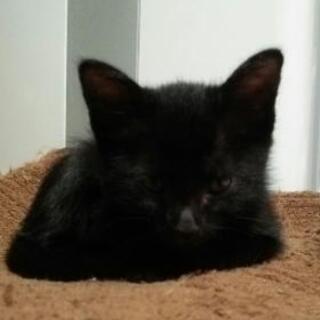 可愛いグレーとクロの兄妹にゃんこ - 猫