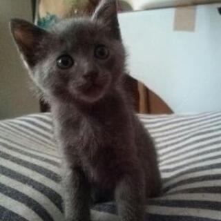 可愛いグレーとクロの兄妹にゃんこ