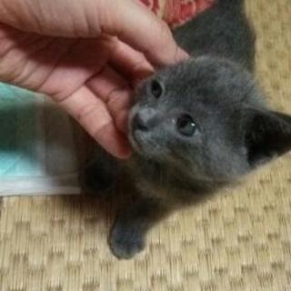 可愛いグレーとクロの兄妹にゃんこ - 田原市
