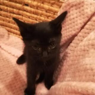 真っ黒🎀♀850g姉妹一緒に里親様決定😸
