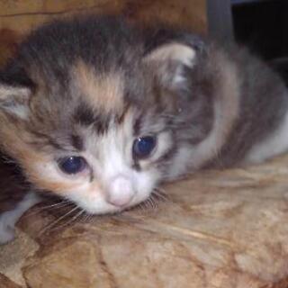子猫　フワフワ三毛里親募集