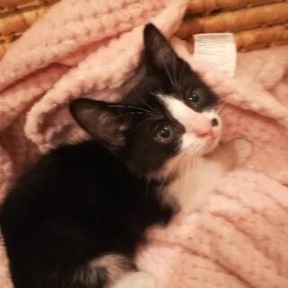 はちわれ黒白男の子👟♂２ヶ月里親様決定😸