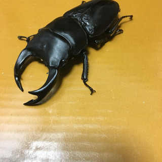 能勢SR血統オオクワガタ、新成虫ペア（オスB品）