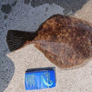 釣り好きの集い(*^^*)