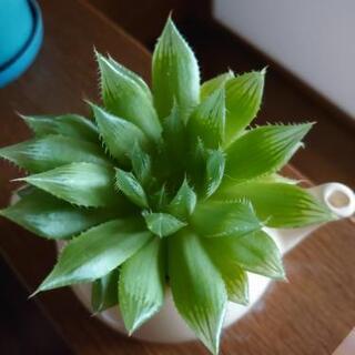 玉扇  宝草  アロエ  ハオルチア名前不明の画像