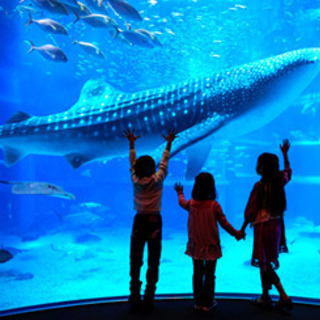 🐬✨みんなで水族館行こう✨🐬