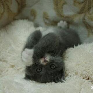 ※一時応募停止します。里親探しています。大切に育ててくれる方。 - 猫