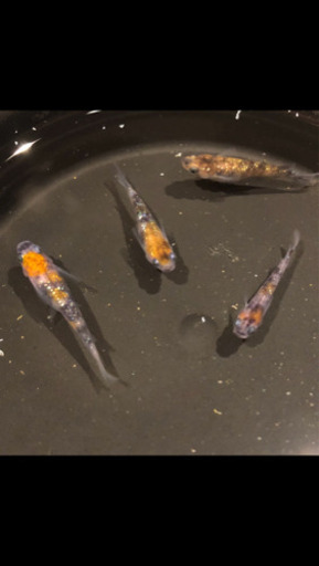 三色ラメ幹之 稚魚 10匹