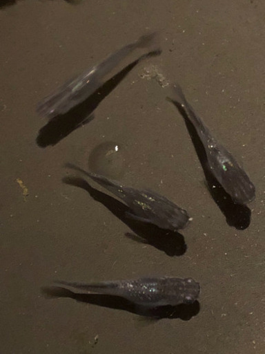 メダカ 魔王改 稚魚 10匹