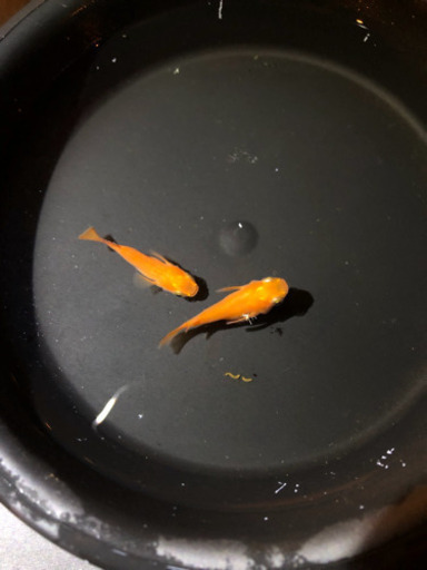 メダカ 楊貴妃ダルマ 稚魚 5匹