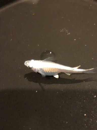 メダカ マリンブルー稚魚5匹