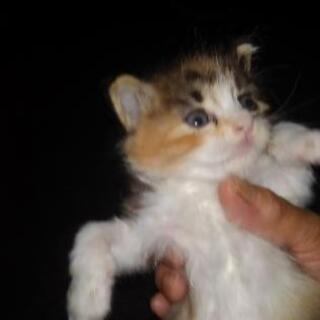 子猫　フワフワ三毛里親募集 − 滋賀県
