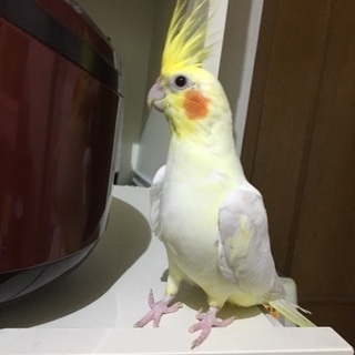 オカメインコルチノーを探しています