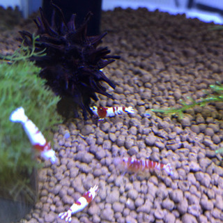 ※交渉中※ファンシータイガーシュリンプ&レッドビーシュリンプの画像