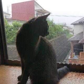 可愛い黒猫ちゃんをお譲りします