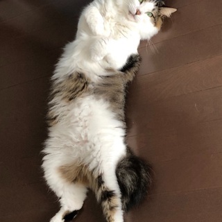 猫好き集まれ〜😸