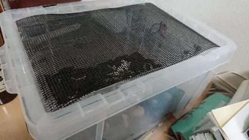 「デュビア」爬虫類等の餌に最適！