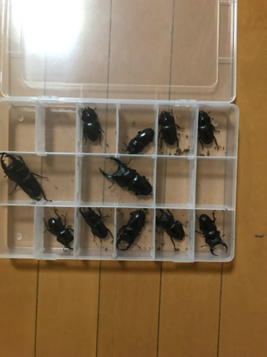 オオクワガタ③