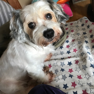 雑種の犬