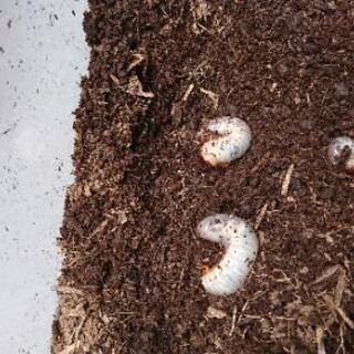 カブトムシの幼虫